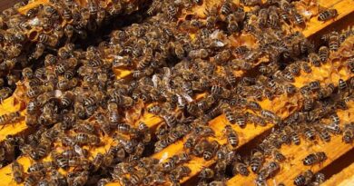 Agrotóxicos causan muerte masiva de abejas en Choachí